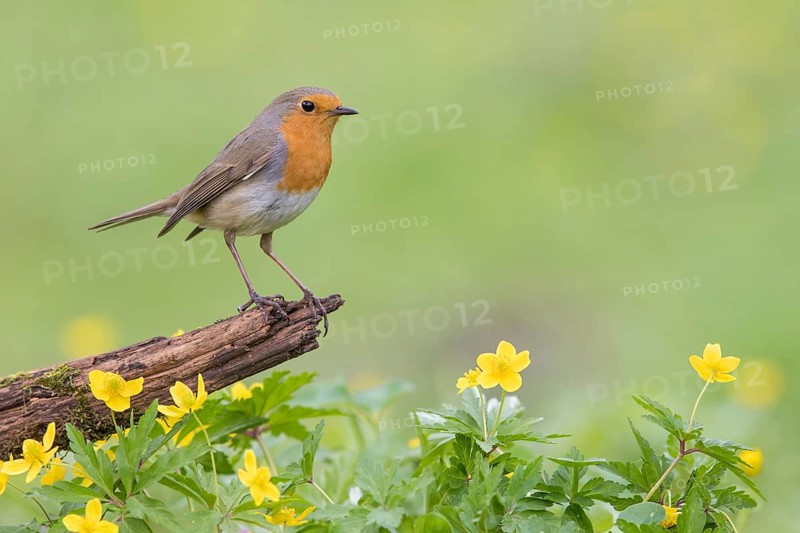 European Robin (Erithacus rubecula) perched on an old tree trunk amongst flowers, Poland