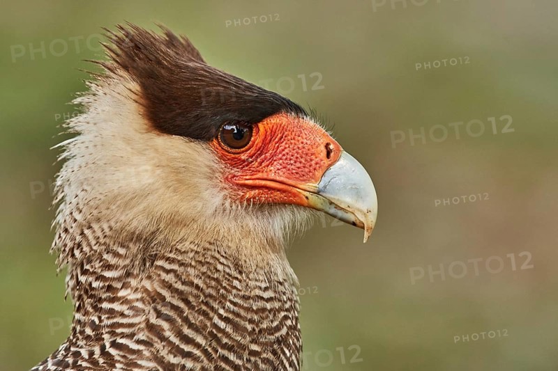 Southern Crested Caracara (Caracara plancus), Brazil
