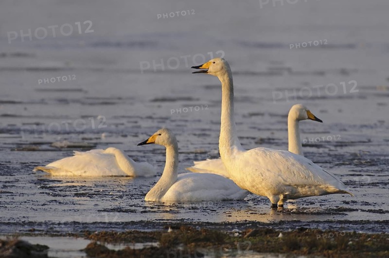 Whooper Swan (Cygnus cygnus), Lower Saxony, Germany