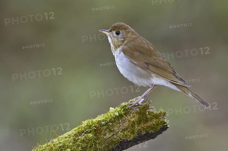 Veery (Catharus fuscescens), Ontario, Canada