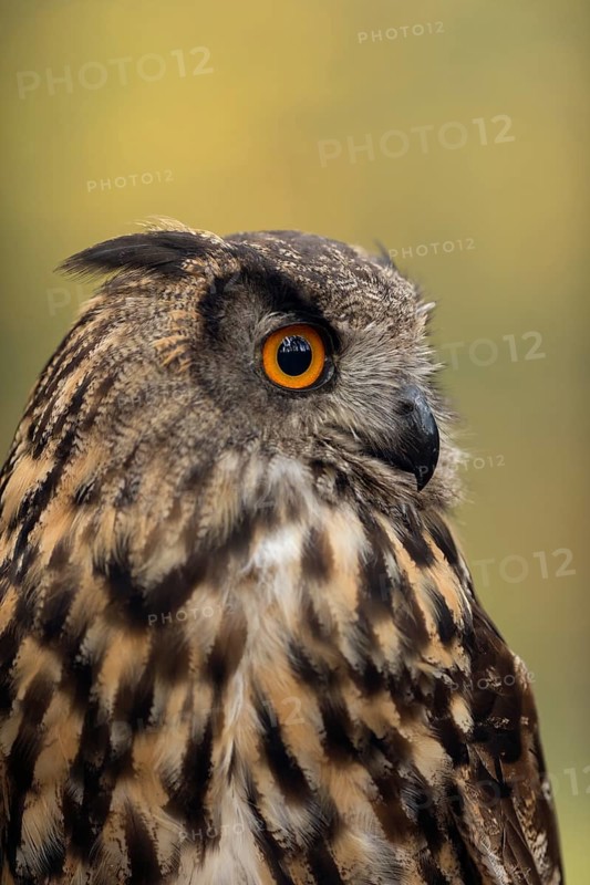 Orangefarbene Augen... Europäischer Uhu *Bubo bubo*