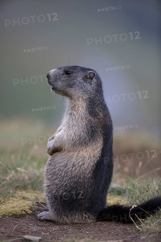 One adult Alpine Marmot, Marmota marmota, sitting erected. Großglockner mountain range in the background