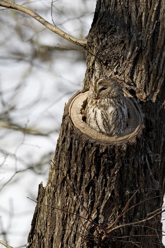 Tawny Owl (Strix aluco), Saxony, Germany