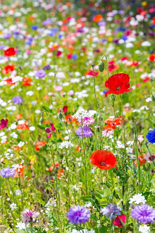 Colourful and species-rich flowering meadow in bloom, Saxony, Germany