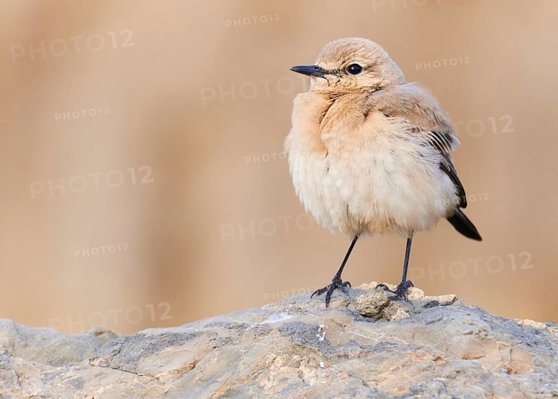 Isabelline Wheatear (Oenanthe isabellina), Asturias, Spain