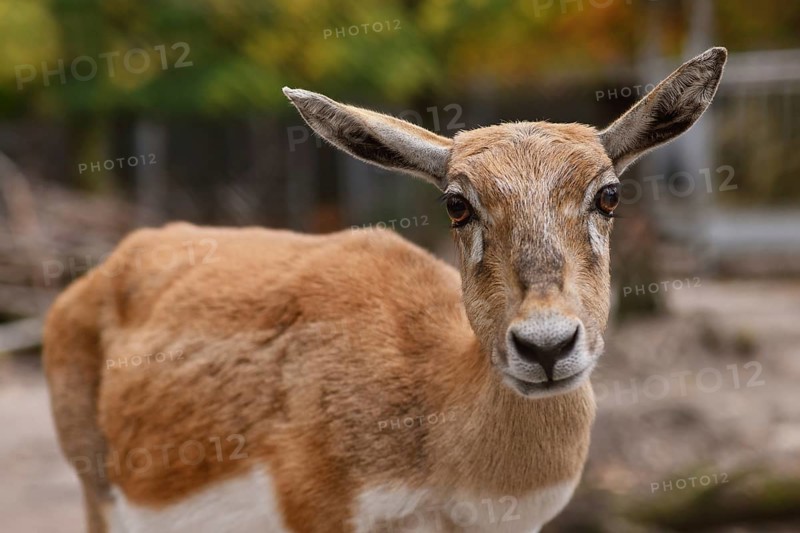 Portrait of female Blackbuck antelope