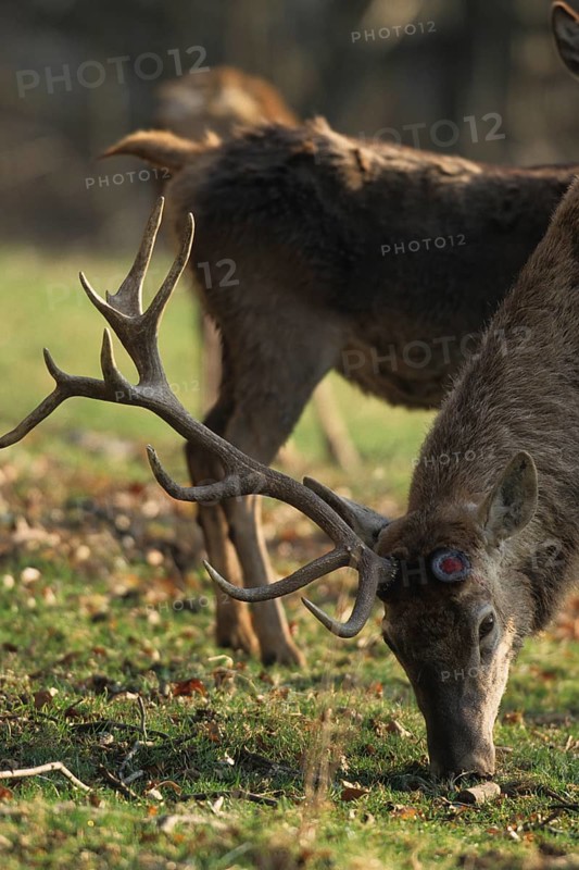 Red deer (Cervus elaphus) with one antler, the other already shed, Allgäu, Bavaria, Germany
