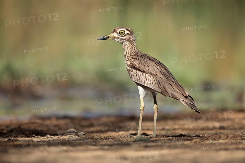 Senegal Thick-knee (Burhinus senegalensis) on field, Ethiopia