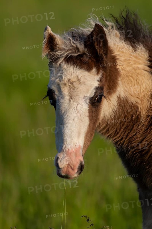 Horse or pony (Equus caballus) juvenile baby foal in a grass field, England, United Kingdom