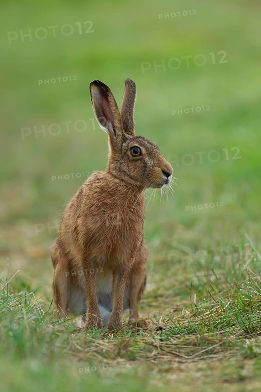 European brown hare (Lepus europaeus) adult animal in grassland in summer, England, United Kingdom