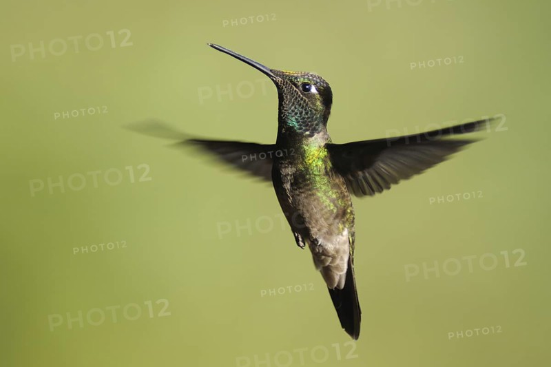 Rivoli's Hummingbird (Eugenes fulgens), Guatemala