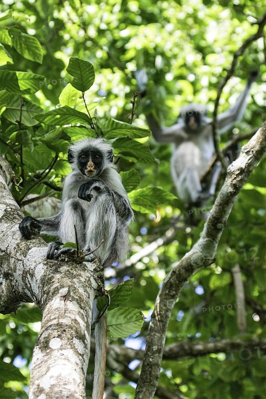 Sansibar-Stummelaffe (Piliocolobus kirkii) zwei Tiere in Baumkrone, Jozani Chwaka Bay National Park, Sansibar, Tansania