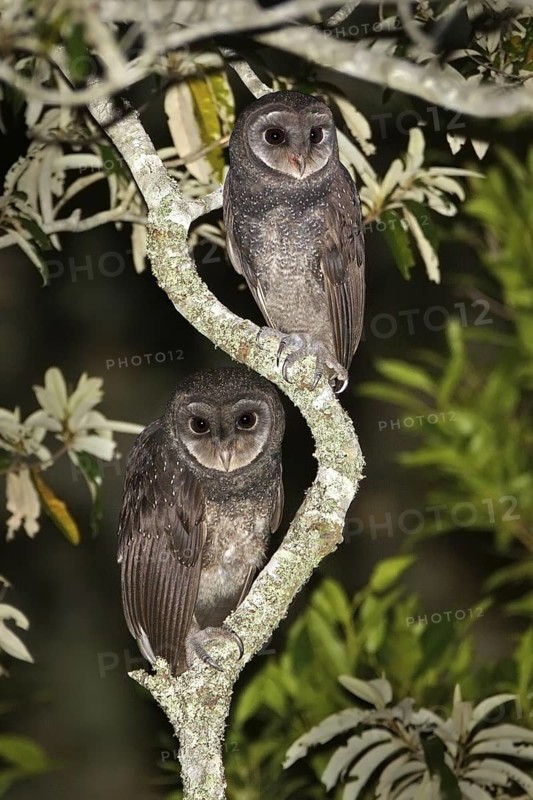 Greater Sooty Owl (Tyto tenebricosa), New South Wales, Australia
