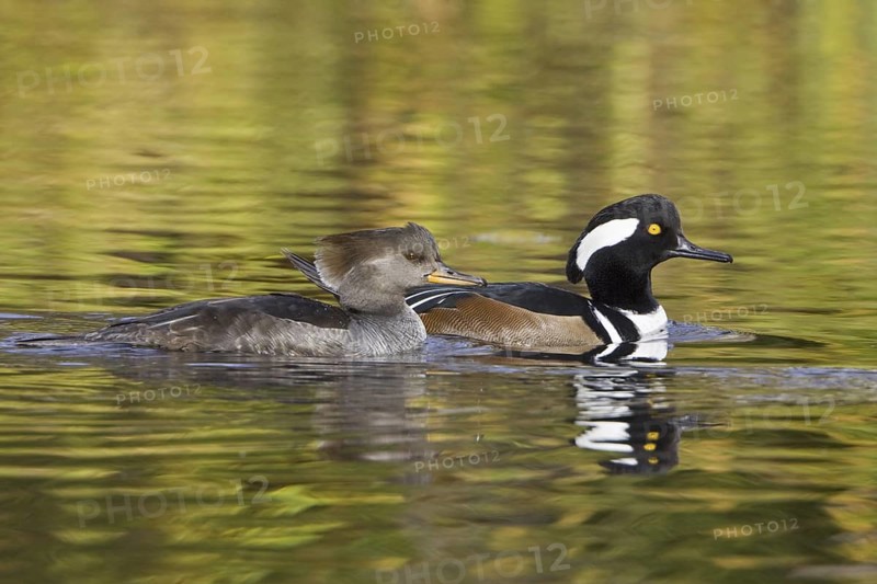 Hooded Merganser (Lophodytes cucullatus), British Columbia, Canada