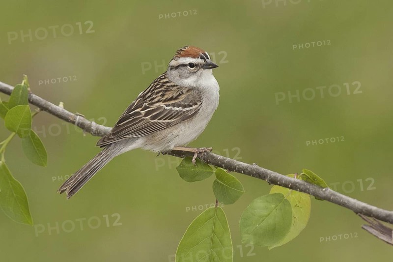 Chipping Sparrow (Spizella passerina), Ohio, USA