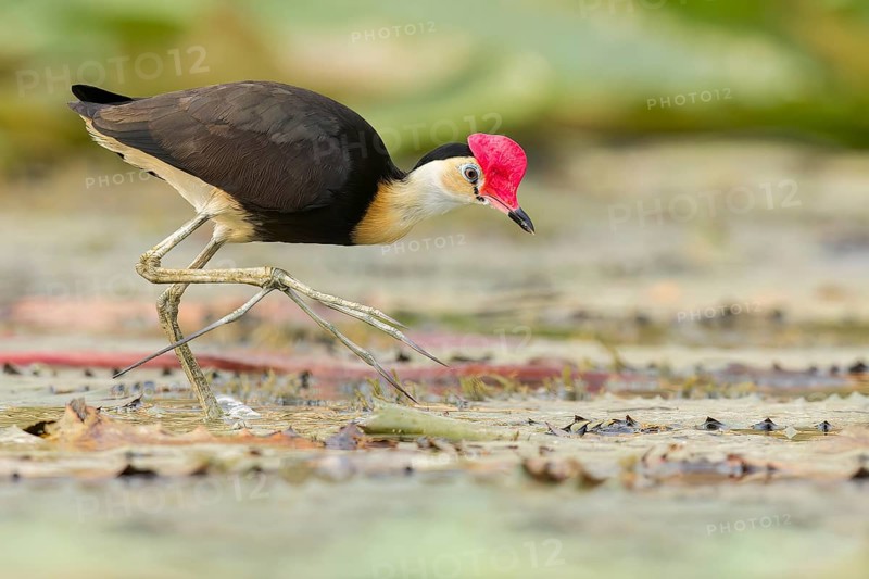 Comb-crested Jacana (Irediparra gallinacea) in a wetland area in Papua New Guinea