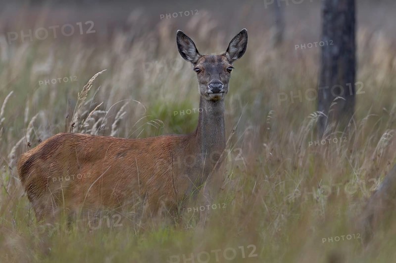 With sharpened senses, the red deer (Cervus elaphus) moves across a marshy meadow, mating season, marshland, Germany