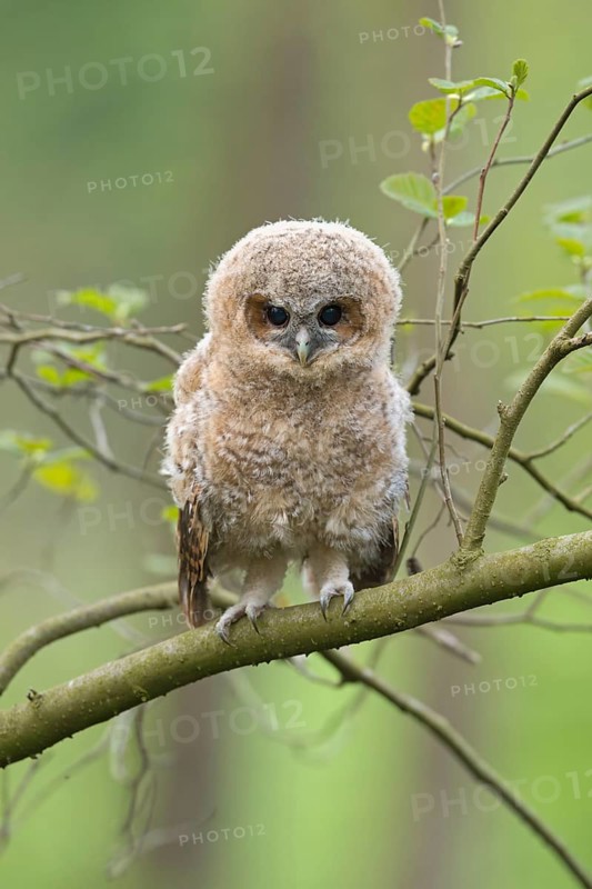 Tawny Owl (Strix aluco) chick perched on a branch, North Rhine-Westphalia, Germany