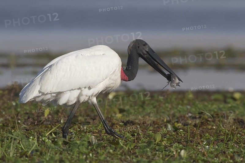 Jabiru (Jabiru mycteria) foraging, Corrientes, Argentina
