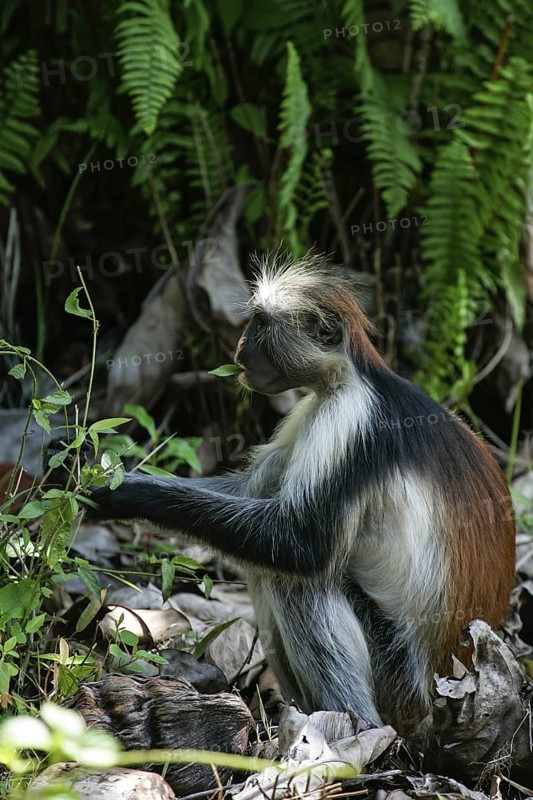 Sansibar-Stummelaffe (Piliocolobus kirkii) Nahrungssuche am Boden, Jozani Chwaka Bay National Park, Sansibar, Tansania