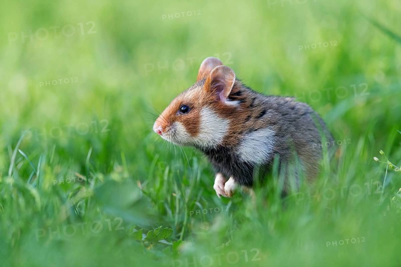 Field hamster, (Cricetus cricetus), animals, mammals, hamster, rodent, subfamily of hamsters, biotope, habitat, foraging, Franz-Josef-Spital, Vienna, Rudolfsheim-Fünfhaus, Vienna, Austria