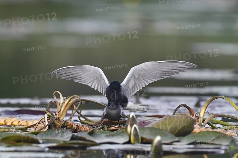 Black Tern (Chlidonias niger) pair mating, Mecklenburg-Western Pomerania, Germany