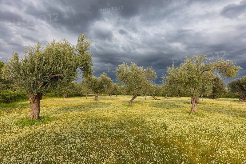 Landscape, Greece, thunderstorm, thunderstorm atmosphere, olive tree, olive grove. Olive, flower meadow, Lesbos Island, Lesbos, Greece