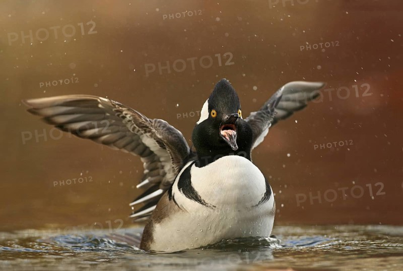 Hooded Merganser (Lophodytes cucullatus) male, Michigan, USA