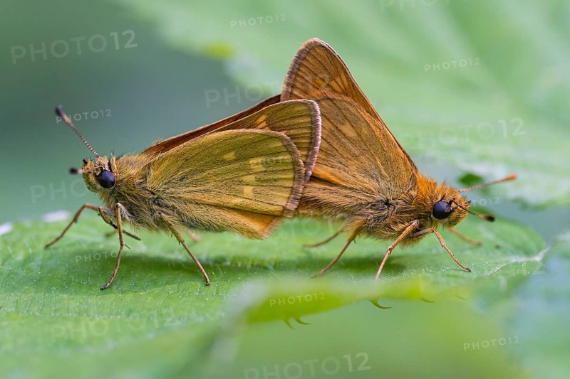 Large skipper (Ochlodes sylvanus), Ahlhorn, Lower Saxony, Netherlands