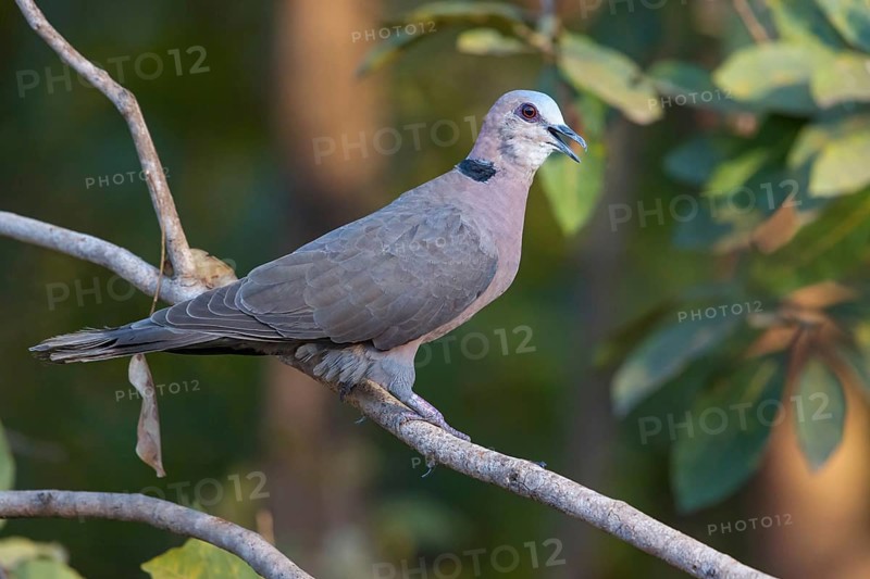 Half-moon pigeon, (Streptopelia semitorquata), animals, birds, pigeon family, biotope, perch, Garden Route National Park - Wil, Wilderness, Western Cape, South Africa