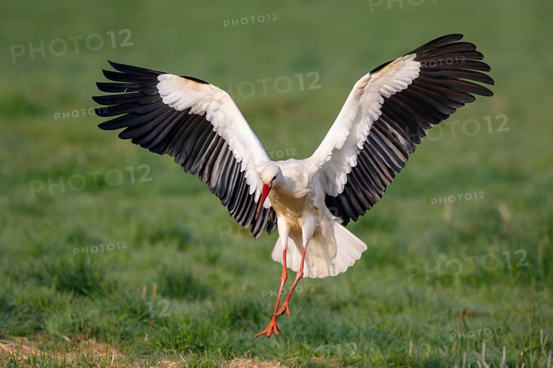 White Stork (Ciconia ciconia) landing, North Rhine-Westphalia, Germany
