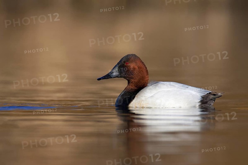 Canvasback (Aythya valisineria) male, British Columbia, Canada