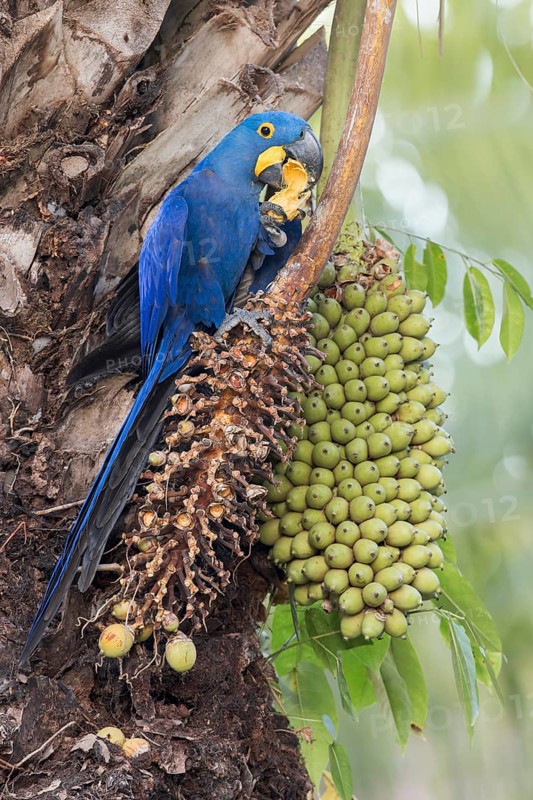 Hyacinth Macaw (Anodorhynchus hyacinthinus) perched on a branch in the Pantanal of Brazil