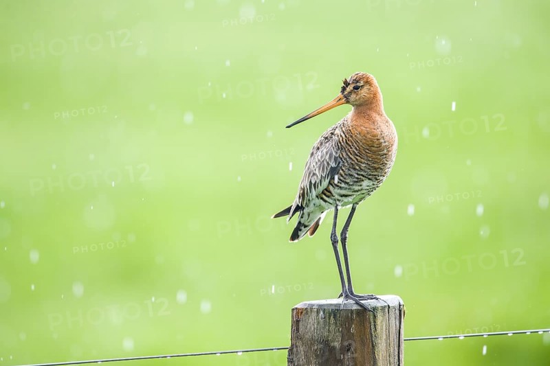 Black-tailed godwit (Limosa limosa) standing on a pole in the rain, drops form a picturesque backdrop, Dümmer nature park Park, Lower Saxony, Germany