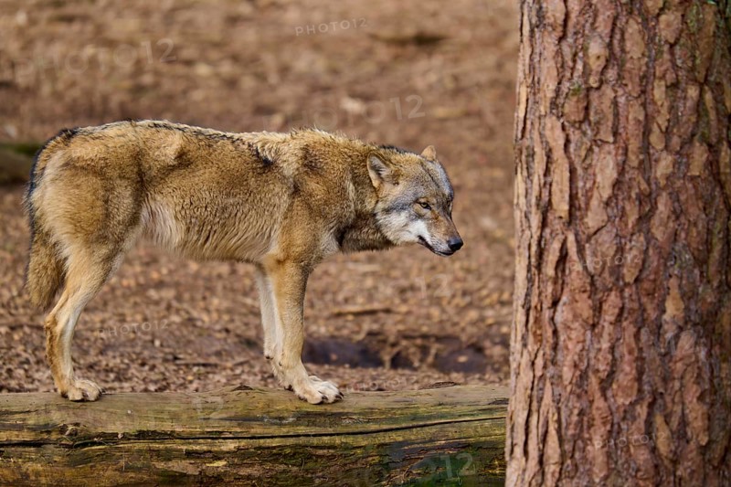 A wolf stands next to a tree and seems pensive, Wolf (Canis lupus), Germany