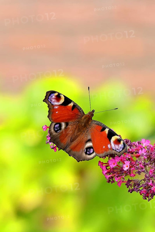 Peacock butterfly (Inachis io) sucking nectar on butterfly bush (Buddleja davidii), in a natural environment in the wild, close-up, wildlife, insects, butterflies, butterflies, Wilnsdorf, North Rhine-Westphalia, Germany