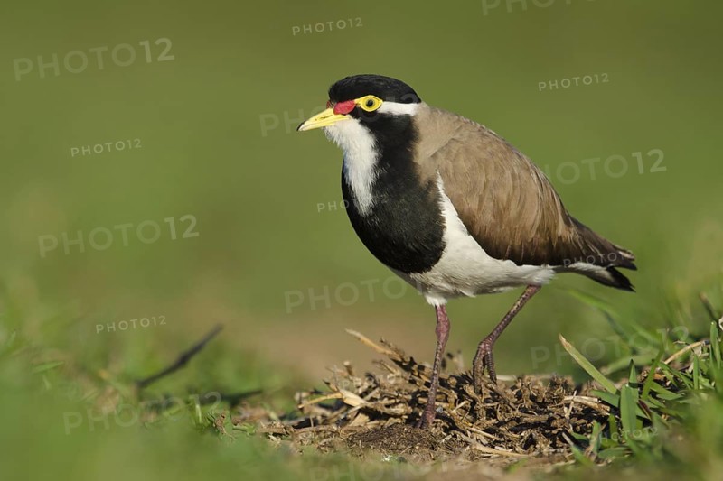 Banded Lapwing (Vanellus tricolor), New South Wales, Australia