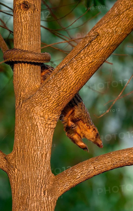 Pangolin climbing a tree, White-bellied pangolin (Phataginus tricuspis, Manis tricuspis), Western Region, Pangolin Rescue Centre, Uganda