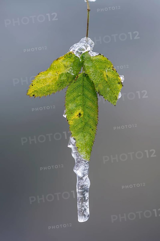 Freezing rain on a leaf in Barneführer Holz, Hatten, Lower Saxony, Germany