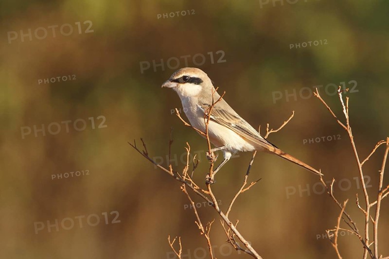 Isabelline Shrike (Lanius isabellinus), Samburu, Kenya