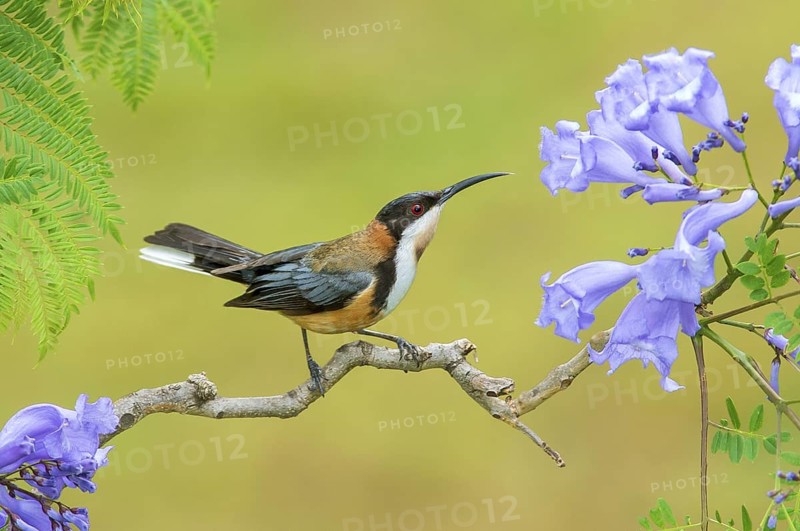 Eastern Spinebill (Acanthorhynchus tenuirostris), Victoria, Australia
