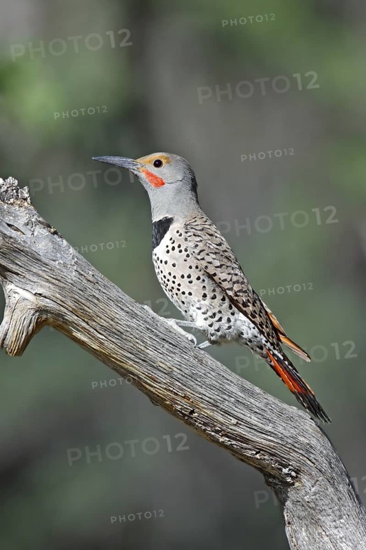 Northern Flicker Colaptes auratus Chiricahua Mountains, Cochise County, Arizona, United States 14 May Adult Male Picidae