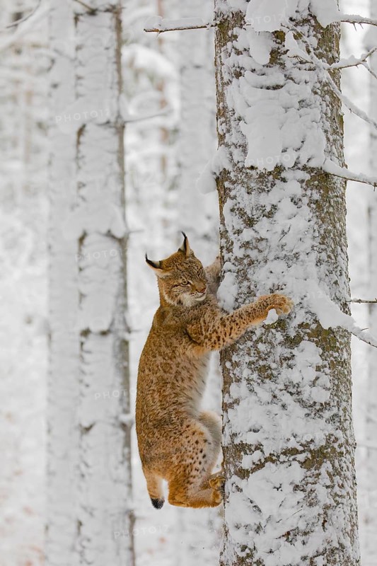 One young male Eurasian lynx, (Lynx lynx), climbing up a birch tree in a snow covered forest