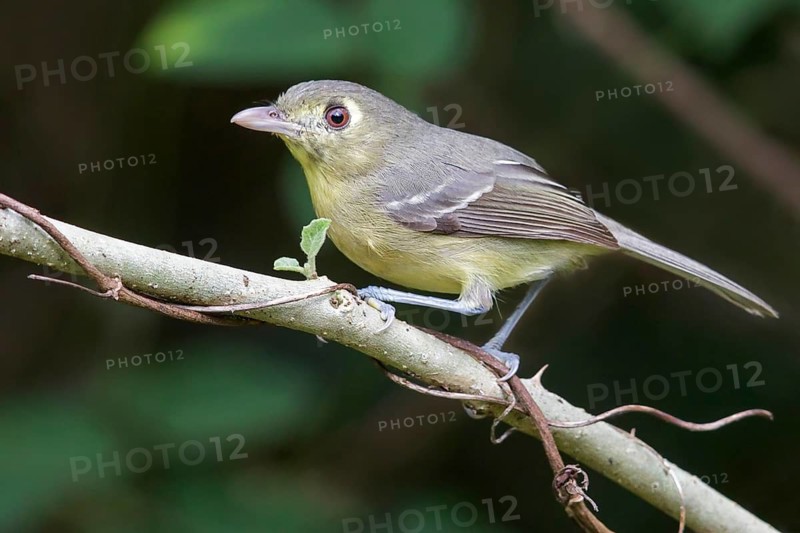 Cuban Vireo (Vireo gundlachii) perched on a branch in Cuba