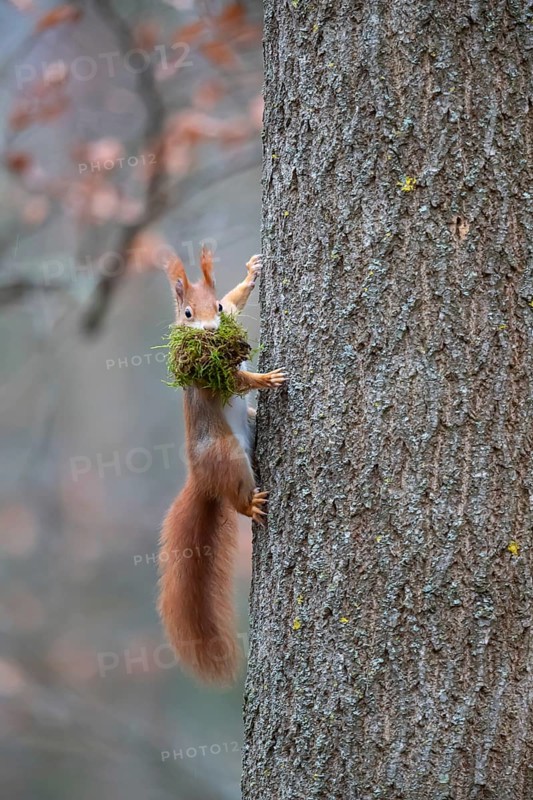 Squirrel (Sciuris vulgaris) with nest-building material, Germany