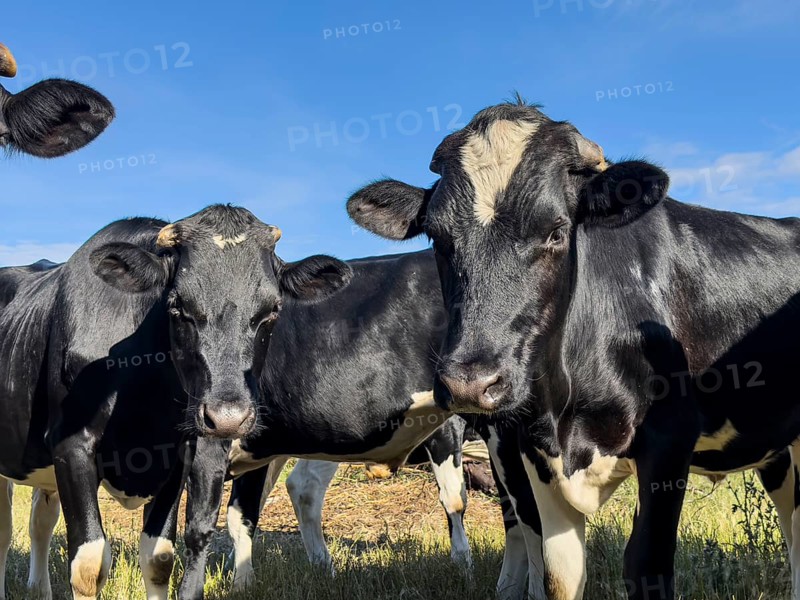 Group of black and white cows standing in a sunlit pasture against a bright blue sky in Victoria, Australia. The scene captures the tranquility and natural beauty of farm life