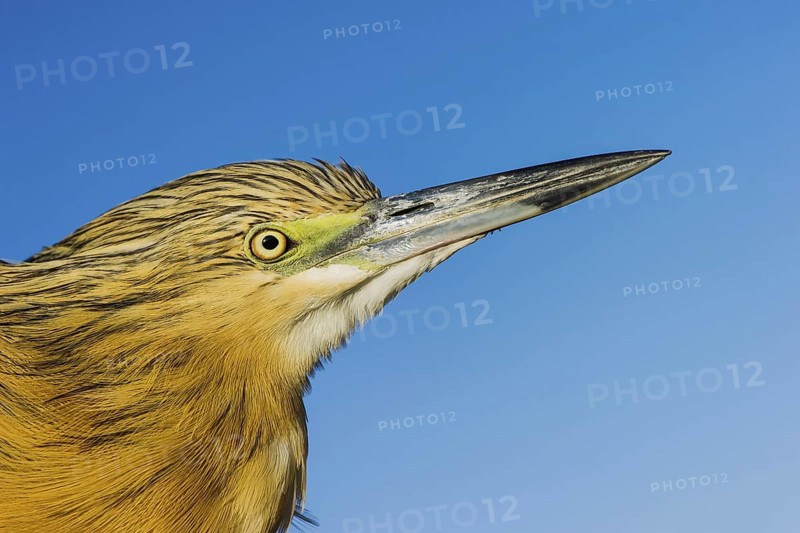 Squacco Heron (Ardeola ralloides), Eilat, Israel
