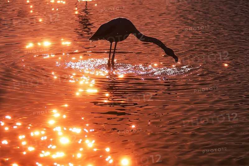 A pink flamingo gracefully forages in the shimmering waters of the French Camargue during a stunning sunset, reflecting rich orange hues