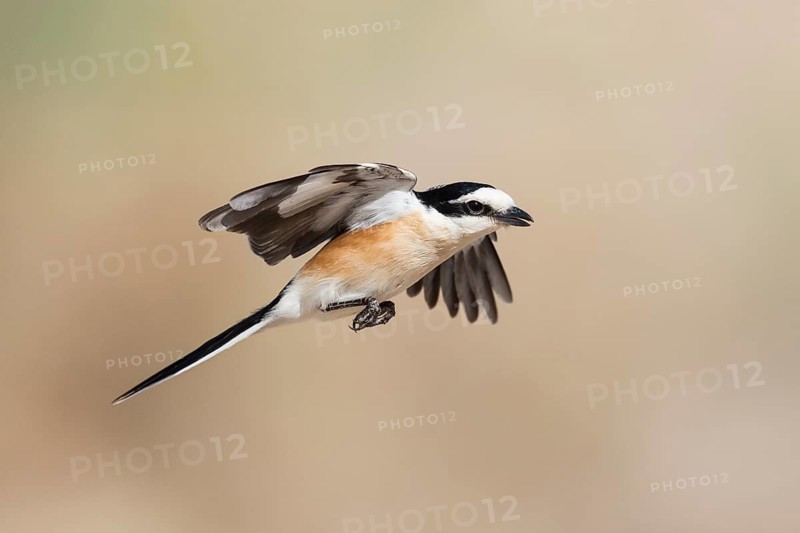Masked Shrike (Lanius nubicus) male flying, Eilat, Israel