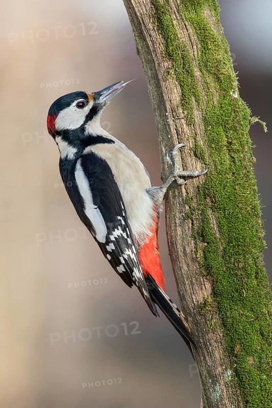 Great Spotted Woodpecker (Dendrocopos major) male climbing tree, Poland